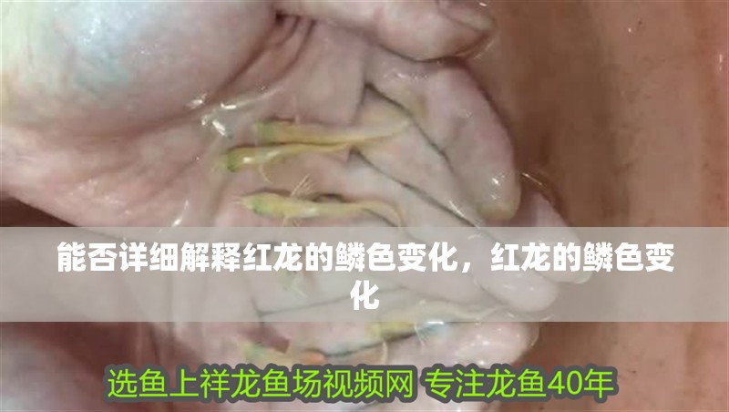 能否詳細解釋紅龍的鱗色變化，紅龍的鱗色變化