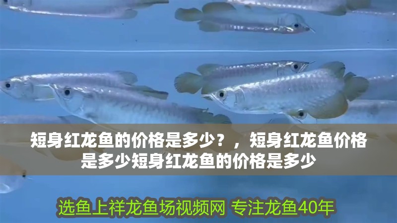 短身紅龍魚的價格是多少？，短身紅龍魚價格是多少短身紅龍魚的價格是多少