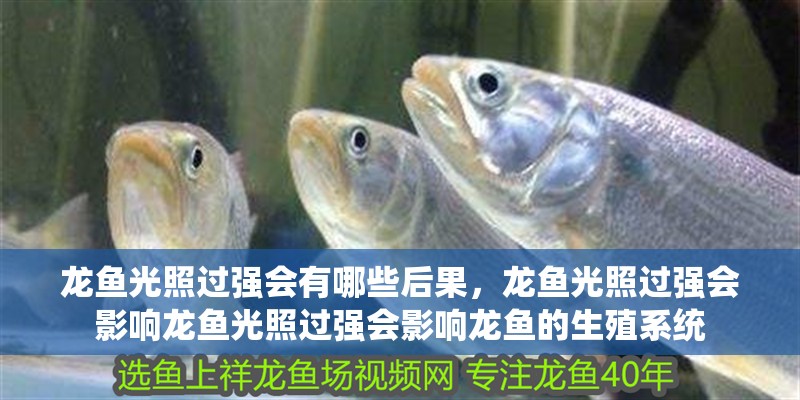 龍魚(yú)光照過(guò)強(qiáng)會(huì)有哪些后果，龍魚(yú)光照過(guò)強(qiáng)會(huì)影響龍魚(yú)光照過(guò)強(qiáng)會(huì)影響龍魚(yú)的生殖系統(tǒng)