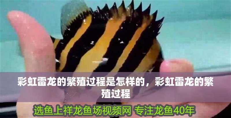 彩虹雷龍的繁殖過程是怎樣的，彩虹雷龍的繁殖過程