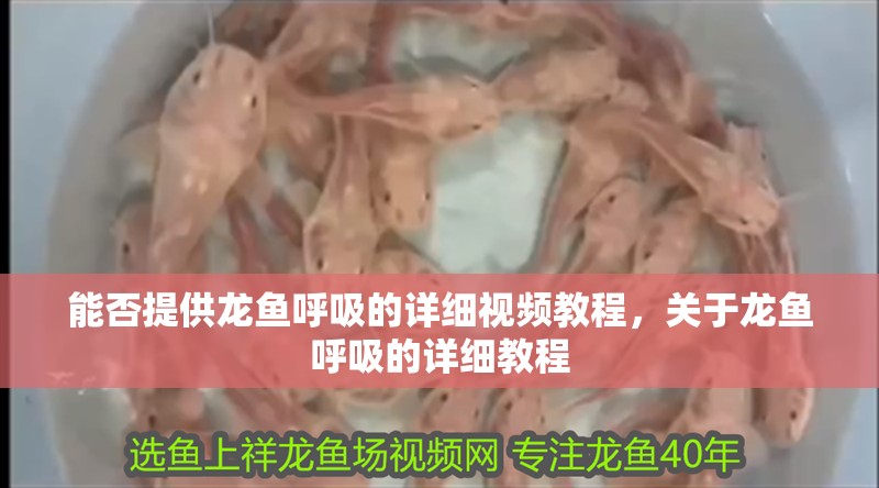 能否提供龍魚呼吸的詳細視頻教程，關于龍魚呼吸的詳細教程