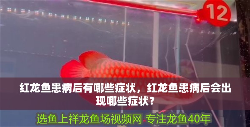紅龍魚患病后有哪些癥狀，紅龍魚患病后會出現哪些癥狀？