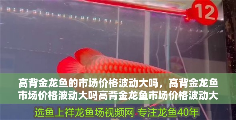 高背金龍魚的市場價格波動大嗎，高背金龍魚市場價格波動大嗎高背金龍魚市場價格波動大嗎