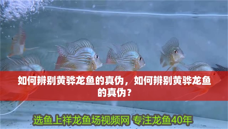 如何辨別黃驊龍魚的真偽，如何辨別黃驊龍魚的真偽？
