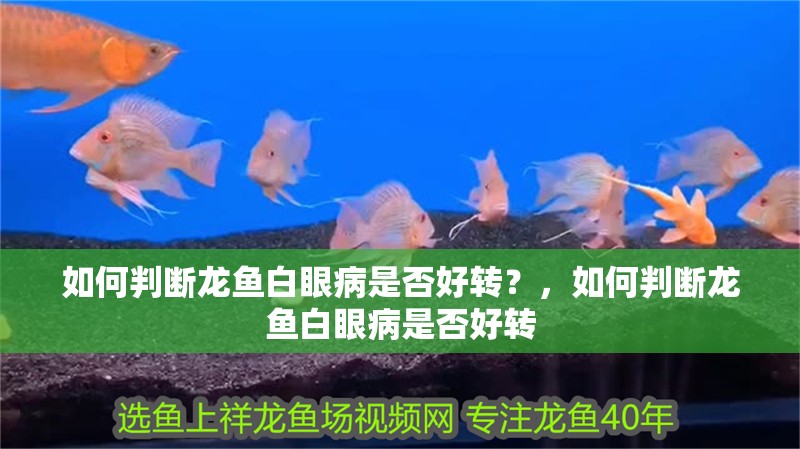 如何判斷龍魚白眼病是否好轉？，如何判斷龍魚白眼病是否好轉