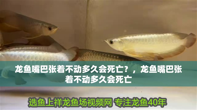 龍魚嘴巴張著不動多久會死亡？，龍魚嘴巴張著不動多久會死亡