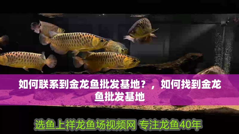 如何聯系到金龍魚批發基地？，如何找到金龍魚批發基地