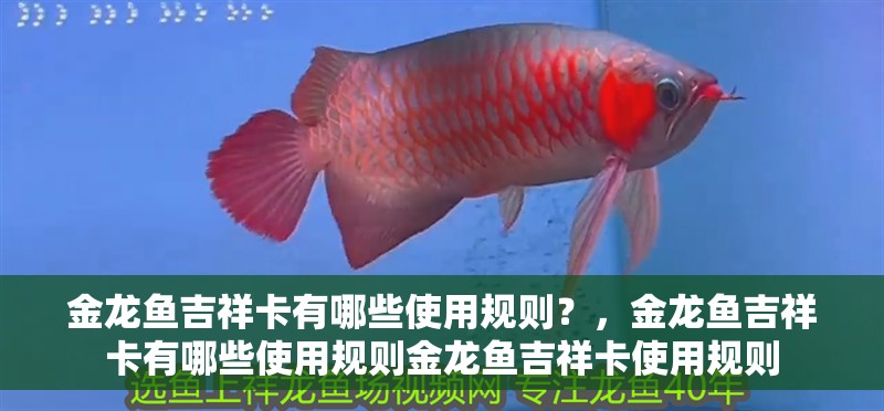 金龍魚吉祥卡有哪些使用規則？，金龍魚吉祥卡有哪些使用規則金龍魚吉祥卡使用規則