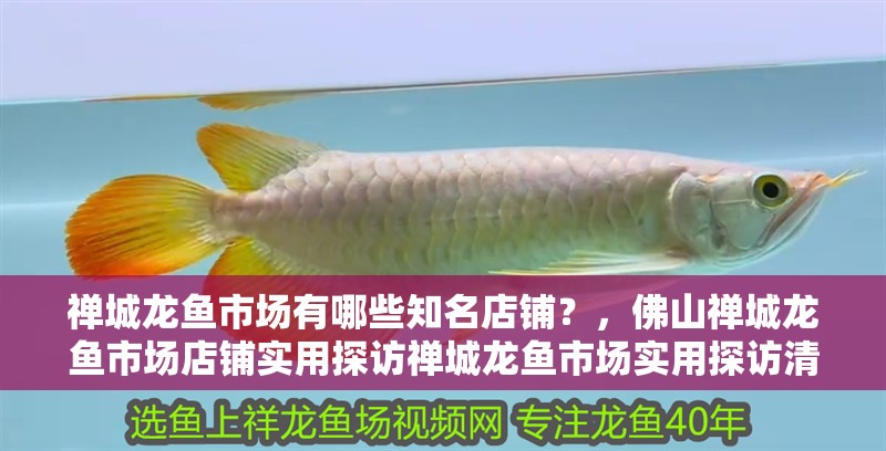 禪城龍魚市場有哪些知名店鋪？，佛山禪城龍魚市場店鋪實用探訪禪城龍魚市場實用探訪清單