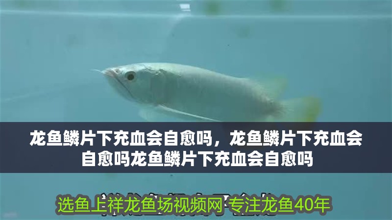 龍魚鱗片下充血會自愈嗎，龍魚鱗片下充血會自愈嗎龍魚鱗片下充血會自愈嗎