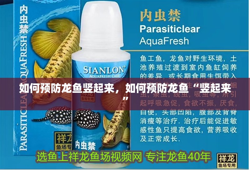 如何預防龍魚豎起來，如何預防龍魚“豎起來”