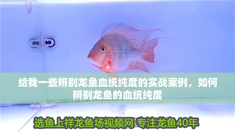 給我一些辨別龍魚血統純度的實戰案例，如何辨別龍魚的血統純度