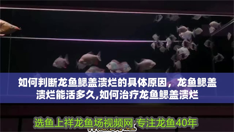如何判斷龍魚鰓蓋潰爛的具體原因，龍魚鰓蓋潰爛能活多久,如何治療龍魚鰓蓋潰爛