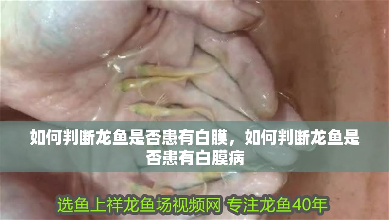 如何判斷龍魚是否患有白膜，如何判斷龍魚是否患有白膜病