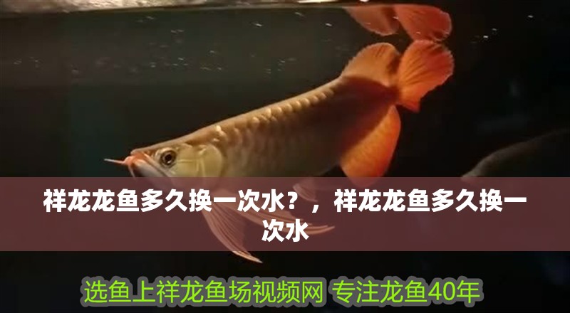 祥龍龍魚多久換一次水？，祥龍龍魚多久換一次水