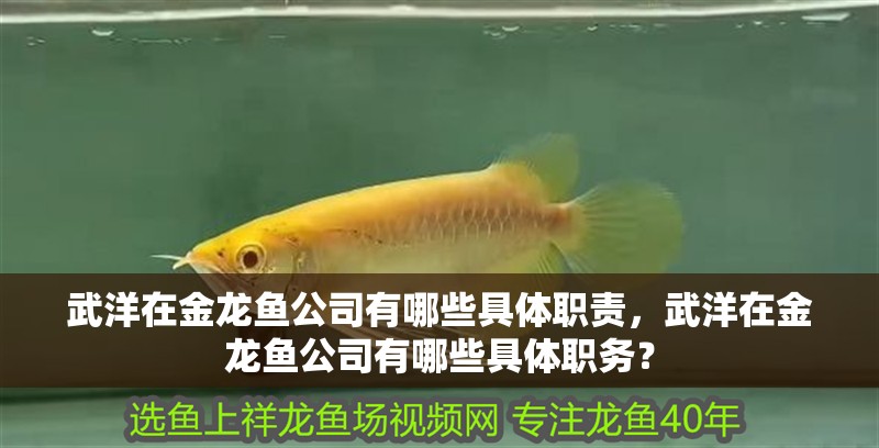 武洋在金龍魚(yú)公司有哪些具體職責(zé)，武洋在金龍魚(yú)公司有哪些具體職務(wù)？