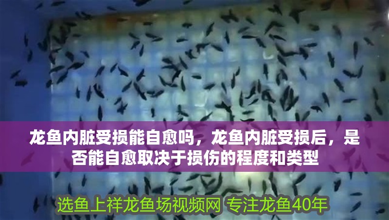 龍魚內(nèi)臟受損能自愈嗎，龍魚內(nèi)臟受損后，是否能自愈取決于損傷的程度和類型