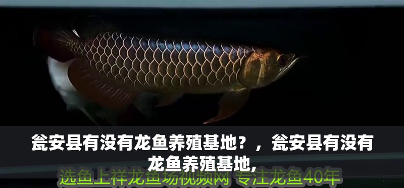 甕安縣有沒有龍魚養(yǎng)殖基地？，甕安縣有沒有龍魚養(yǎng)殖基地,