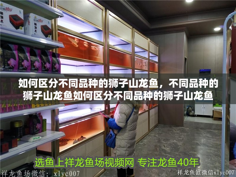如何區(qū)分不同品種的獅子山龍魚，不同品種的獅子山龍魚如何區(qū)分不同品種的獅子山龍魚