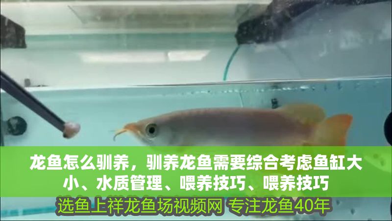 龍魚怎么馴養，馴養龍魚需要綜合考慮魚缸大小、水質管理、喂養技巧、喂養技巧