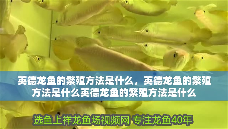 英德龍魚的繁殖方法是什么，英德龍魚的繁殖方法是什么英德龍魚的繁殖方法是什么