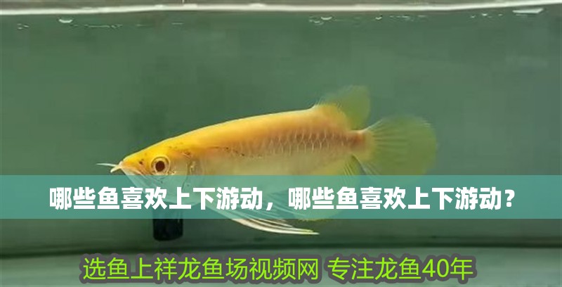 哪些魚喜歡上下游動(dòng)，哪些魚喜歡上下游動(dòng)？