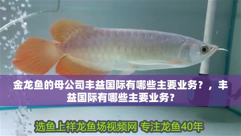 金龍魚的母公司豐益國際有哪些主要業務？，豐益國際有哪些主要業務？
