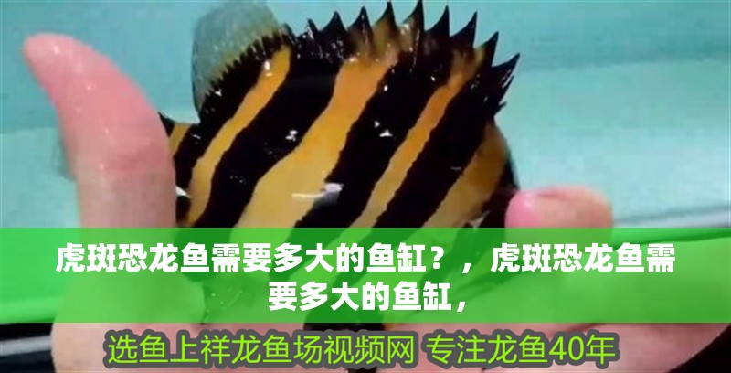 虎斑恐龍魚需要多大的魚缸？，虎斑恐龍魚需要多大的魚缸，