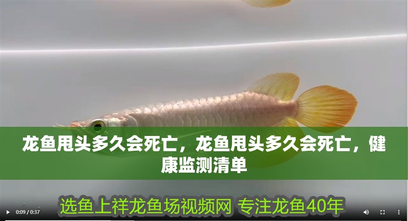 龍魚甩頭多久會死亡，龍魚甩頭多久會死亡，健康監測清單