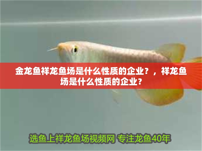 金龍魚祥龍魚場是什么性質的企業？，祥龍魚場是什么性質的企業？