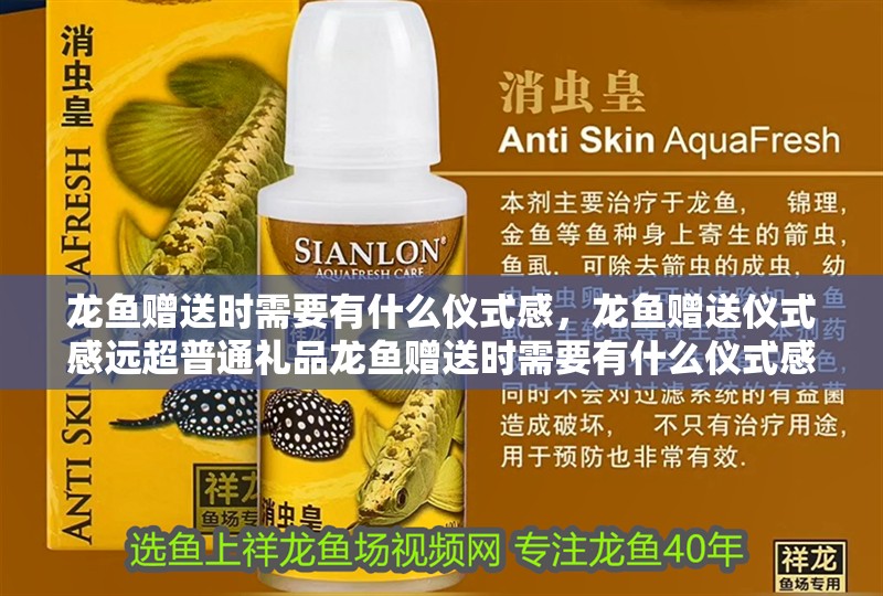 龍魚贈送時需要有什么儀式感，龍魚贈送儀式感遠超普通禮品龍魚贈送時需要有什么儀式感