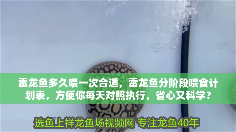 雷龍魚多久喂一次合適，雷龍魚分階段喂食計劃表，方便你每天對照執行，省心又科學？