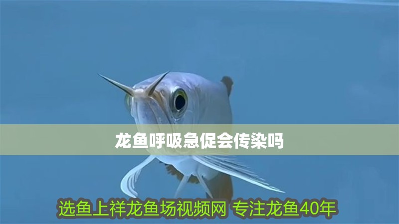 龍魚呼吸急促會傳染嗎