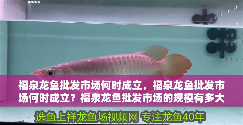 福泉龍魚批發市場何時成立，福泉龍魚批發市場何時成立？福泉龍魚批發市場的規模有多大？