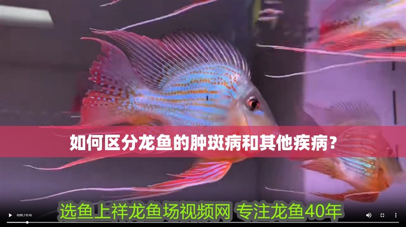 如何區分龍魚的腫斑病和其他疾病？