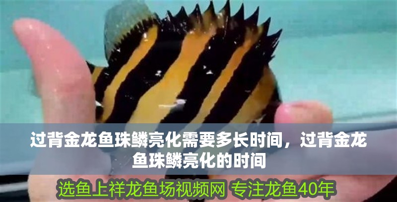 過背金龍魚珠鱗亮化需要多長時間，過背金龍魚珠鱗亮化的時間