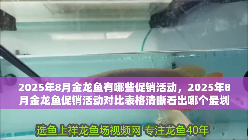 2025年8月金龍魚有哪些促銷活動，2025年8月金龍魚促銷活動對比表格清晰看出哪個最劃算