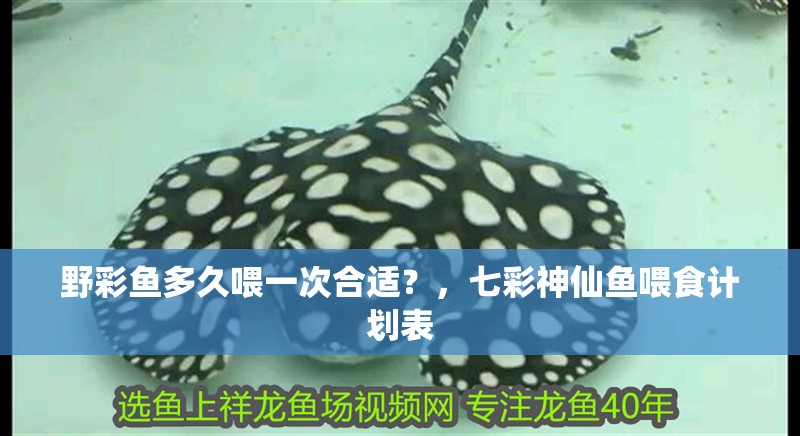 野彩魚多久喂一次合適？，七彩神仙魚喂食計(jì)劃表