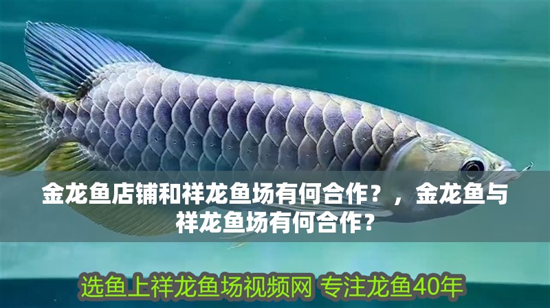 金龍魚店鋪和祥龍魚場有何合作？，金龍魚與祥龍魚場有何合作？