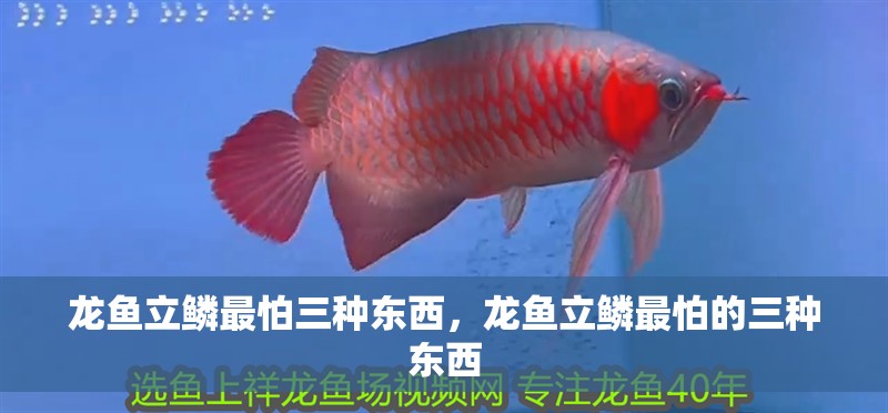 龍魚立鱗最怕三種東西，龍魚立鱗最怕的三種東西
