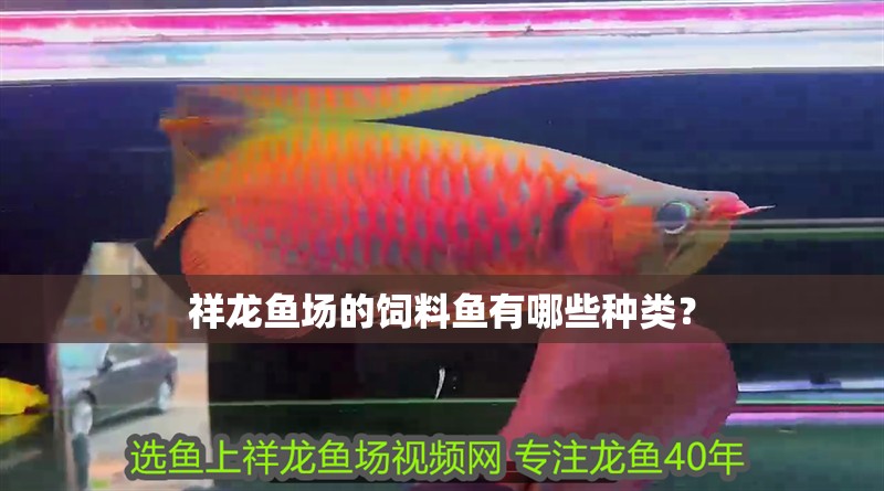 祥龍魚場的飼料魚有哪些種類？
