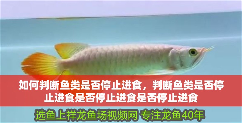 如何判斷魚類是否停止進食，判斷魚類是否停止進食是否停止進食是否停止進食