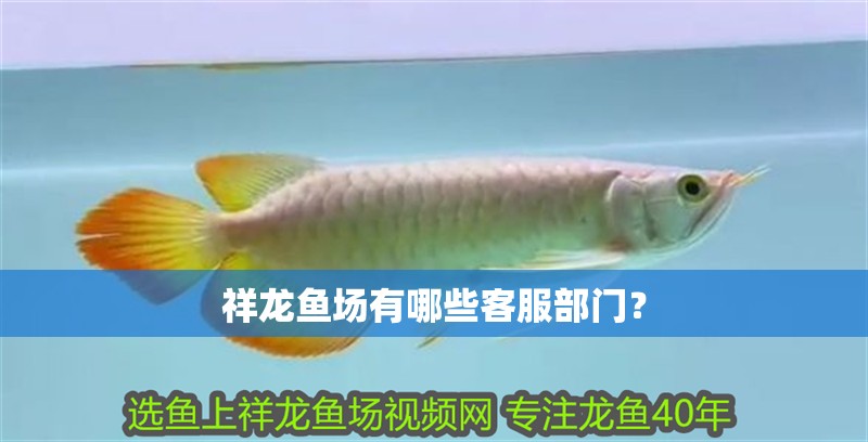 祥龍魚場有哪些客服部門？