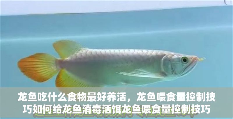 龍魚吃什么食物最好養(yǎng)活，龍魚喂食量控制技巧如何給龍魚消毒活餌龍魚喂食量控制技巧