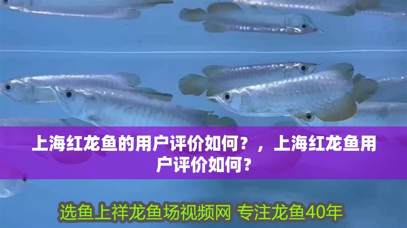 上海紅龍魚的用戶評價如何？，上海紅龍魚用戶評價如何？