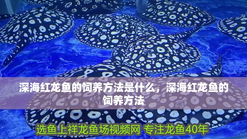 深海紅龍魚的飼養方法是什么，深海紅龍魚的飼養方法