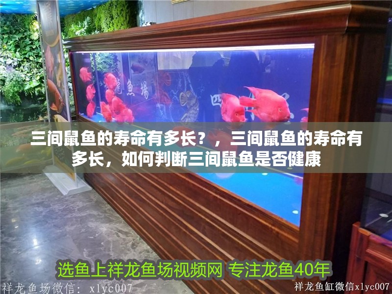 三間鼠魚的壽命有多長？，三間鼠魚的壽命有多長，如何判斷三間鼠魚是否健康