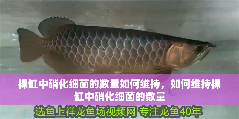 裸缸中硝化細菌的數量如何維持，如何維持裸缸中硝化細菌的數量