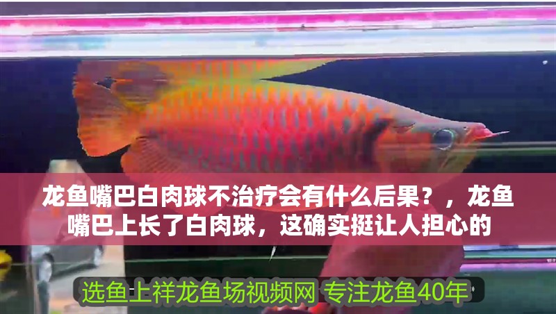 龍魚嘴巴白肉球不治療會有什么后果？，龍魚嘴巴上長了白肉球，這確實挺讓人擔心的