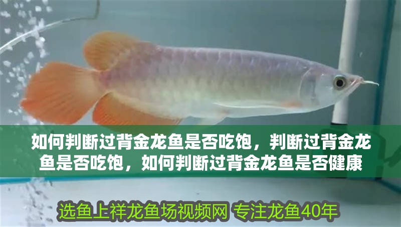 如何判斷過背金龍魚是否吃飽，判斷過背金龍魚是否吃飽，如何判斷過背金龍魚是否健康
